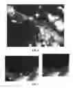 Fig. 08 - COMPOSITIONS AND METHODS FOR THE REMOVAL OF BIOFILMS