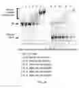 Fig. 09 - COMPOSITIONS AND METHODS FOR THE REMOVAL OF BIOFILMS