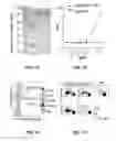 Fig. 02 - Enhancement of Pathogen-Specific Memory Th17 Cell Responses