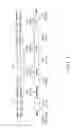 Fig. 02 - Attenuated FNR deficient enterobacteria