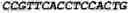 Fig. 03 - Mycobacterium mutants for vaccines with improved protective efficacy