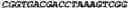 Fig. 05 - Mycobacterium mutants for vaccines with improved protective efficacy