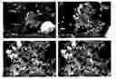 Fig. 01 - Compositions Comprising Amphotericin B