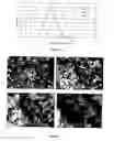 Fig. 33 - Compositions Comprising Amphotericin B