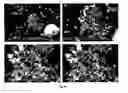 Fig. 35 - Compositions Comprising Amphotericin B