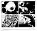 Fig. 01 - MULTI-PHASE MICROPARTICLES AND METHOD OF MANUFACTURING MULTI-PHASE MICROPARTICLES