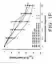 Fig. 07 - METHOD TO INHIBIT AIRWAY HYPERRESPONSIVENESS USING AEROSOLIZED T CELL RECEPTOR ANTIBODIES