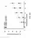 Fig. 12 - METHOD TO INHIBIT AIRWAY HYPERRESPONSIVENESS USING AEROSOLIZED T CELL RECEPTOR ANTIBODIES