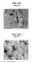 Fig. 06 - Rotomoulded articles prepared with polyethylene