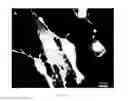 Fig. 08 - Structured Surfaces for Implants