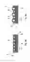 Fig. 04 - Electro-switchable polymer film assembly and use thereof
