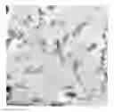 Fig. 01 - NON-HALOGENATED POLYISOBUTYLENE-THERMOPLASTIC ELASTOMER BLEND PRESSURE SENSITIVE ADHESIVES