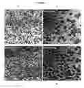 Fig. 08 - Nanoparticles