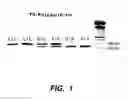 Fig. 02 - GENOMIC POLYMORPHISM FOR PREDICTING THERAPEUTIC RESPONSE