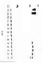 Fig. 06 - DETECTION OF BACTERIAL (MOLLICUTES) CONTAMINATION