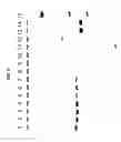 Fig. 07 - DETECTION OF BACTERIAL (MOLLICUTES) CONTAMINATION