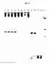Fig. 09 - DETECTION OF BACTERIAL (MOLLICUTES) CONTAMINATION