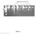 Fig. 02 - Polypeptide expression in ciliates