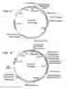 Fig. 03 - Polyhydroxyalkanoate production from polyols