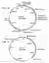 Fig. 05 - Polyhydroxyalkanoate production from polyols