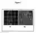 Fig. 02 - ADIPOSE TISSUE-DERIVED STROMAL CELLS AND METHODS OF ISOLATING AND USING THE SAME