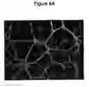 Fig. 07 - ADIPOSE TISSUE-DERIVED STROMAL CELLS AND METHODS OF ISOLATING AND USING THE SAME