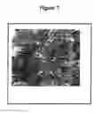 Fig. 09 - ADIPOSE TISSUE-DERIVED STROMAL CELLS AND METHODS OF ISOLATING AND USING THE SAME