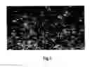 Fig. 02 - METHOD OF PREPARING PLURIPOTENT STEM CELLS
