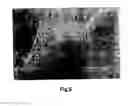 Fig. 07 - METHOD OF PREPARING PLURIPOTENT STEM CELLS