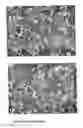 Fig. 22 - Apparatus for culturing anchorage dependent cells