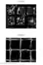 Fig. 07 - CELL CHIP AND METHOD OF FABRICATING THE SAME
