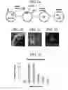 Fig. 02 - Method for producing pluripotent stem cells