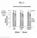 Fig. 09 - Method for producing pluripotent stem cells