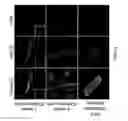 Fig. 03 - Transcriptome transfer produces cellular phenotype conversion