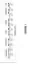 Fig. 02 - Fast photoconductor