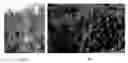 Fig. 01 - Plant Growth Enhancing Mixture and Method of Applying Same