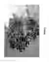 Fig. 09 - Plant Growth Enhancing Mixture and Method of Applying Same