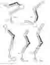 Fig. 01 - Aptamer that recognizes peptide