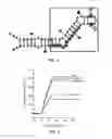 Fig. 04 - Aptamer that recognizes peptide