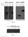 Fig. 07 - Aptamer that recognizes peptide