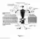 Fig. 02 - Non-competitive NMDA receptor antagonists