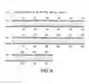 Fig. 09 - Inhibition of apoptosis-specific eIF-5A(eIF-5A1″) with antisense oligonucleotides and siRNA as anti-inflammatory therapeutics