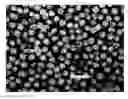 Fig. 01 - Cell-targeting nanoparticles comprising polynucleotide agents and uses thereof