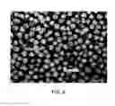 Fig. 07 - Cell-targeting nanoparticles comprising polynucleotide agents and uses thereof