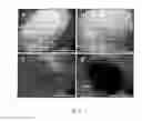 Fig. 05 - Anti-oomycetes