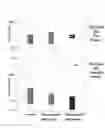 Fig. 12 - ANALYZING THE FMR1 GENE