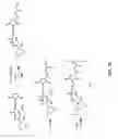 Fig. 09 - Anthracycline derivative conjugates, process for their preparation and their use as antitumor compounds