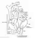 Fig. 01 - Artificial heart