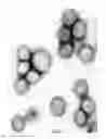 Fig. 09 - Method of molecular design and synthesis of therapeutic and preventive drugs