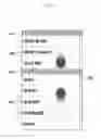 Fig. 05 - Information display method and apparatus of mobile terminal